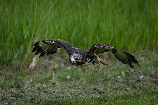 Close-up of a red tail hawk in flight, British Columbia, Canada