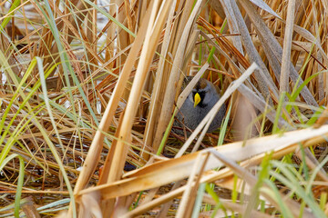 Obraz premium The sora (Porzana carolina) , small waterbird in marsh vegetation