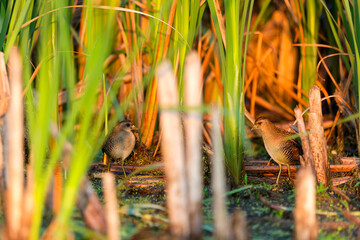The sora (Porzana carolina) , small waterbird in marsh vegetation