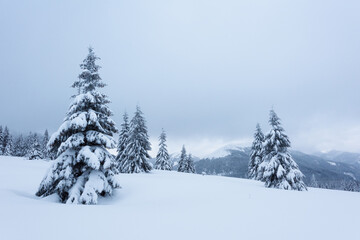 Silent winter landscape with snowy trees and cloudy sky. Carpathian mountains, Ukraine, Europe. Christmas holiday concept