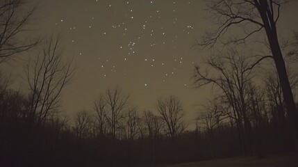 Fototapeta premium Tranquil Night Sky with Stars and Silhouetted Trees