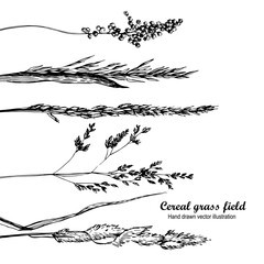Cereal grass field hand-drawn illustration