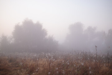 Nature. Morning landscape of a field with trees shrouded in fog