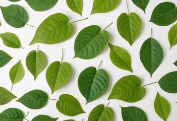 Green leaves falling separately, swirling from above, isolated on a white background. Graphic resource for autumn or spring.
