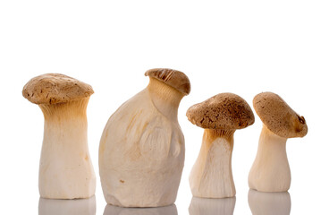 Fresh fragrant mushrooms royal oyster mushroom, macro, isolated on white background.