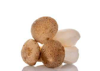 Fresh fragrant mushrooms royal oyster mushroom, macro, isolated on white background.