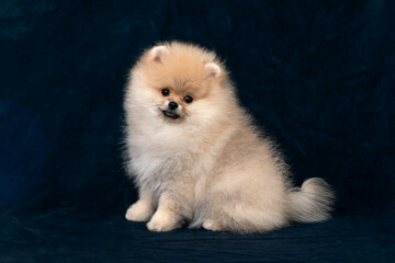 A fawn Pomeranian sits sideways against a black background