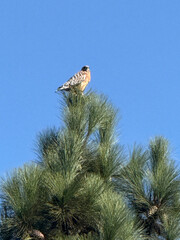 Hawk on a tall pine tree
