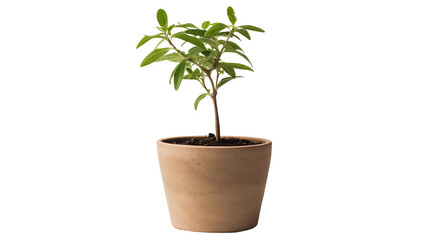 Obraz premium Green plant in a terracotta pot on white background