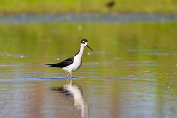 The Black-necked Stilt
(Himantopus mexicanus) 