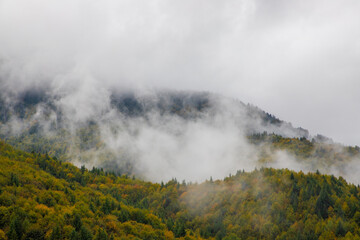 Steam evaporating from the forests after rain