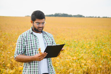 The concept of agriculture. An Indian farmer or agronomist inspects the soybean crop in a field