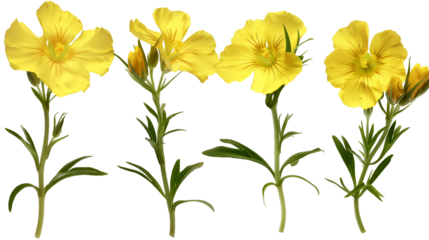 Evening Primrose flowers Mockup