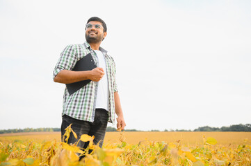 The concept of agriculture. An Indian farmer or agronomist inspects the soybean crop in a field