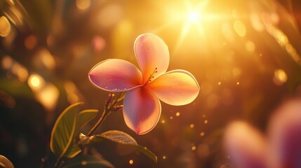 Fototapeta premium Glowing Blossom in Soft Sunrise Light