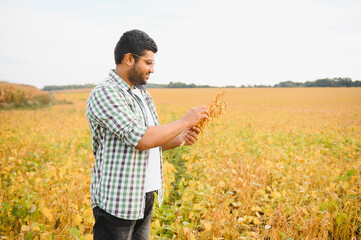 The concept of agriculture. An Indian farmer or agronomist inspects the soybean crop in a field