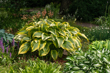 Fototapeta premium Different varieties of hosta bushes a background of luxurious garden