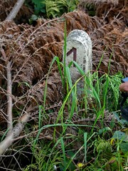 Train track, railway environment and old abandoned bridge returned to nature