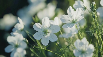 Fototapeta premium Delicate White Flowers in Soft Natural Light