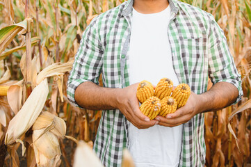 Indian farmer holding corn cobs in the field
