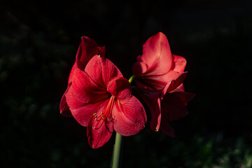 red hibiscus flower