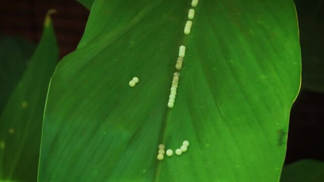 Delicate Butterfly Egs laid in a line on the midrib of a large green leaf.