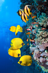 Underwater image of coral reef and School of Masked Butterfly Fish
