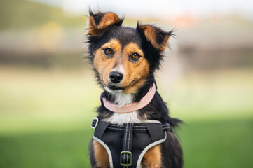 Portrait of a happy dog in the park