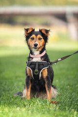mongrel small dog portrait in nature on the grass