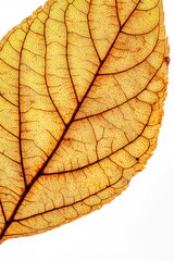 Obraz premium Close-up of a yellow autumn leaf with intricate vein pattern on a white background Generative AI