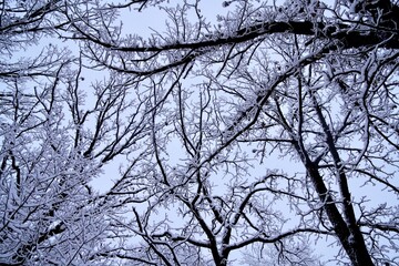 Snow on Branches