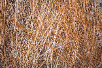 Natural background, texture, interweaving of beige and orange shrub fibers