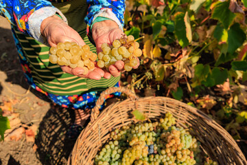Harvesting white grapes for wine production. Background with selective focus and copy space