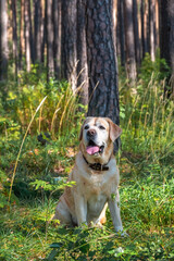 Dog purebred fawn Labrador sitting in the forest