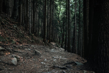 A Silent Forest of Towering Trees