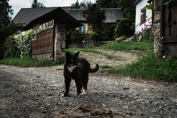 A village cat makes its way down a gravel road, embodying the free spirit of rural life. The rustic houses and surrounding nature create a cozy, inviting environment.