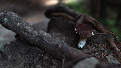 Small Forest Mushroom Emerging From the Underbrush