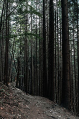 Fototapeta premium This shot captures the grandeur of a thick forest filled with towering pine trees.
