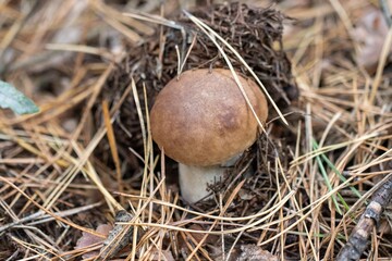 Porcini edible mushroom Boletus edulis Bull with brown cap grow in dense grass. Mushrooms season.