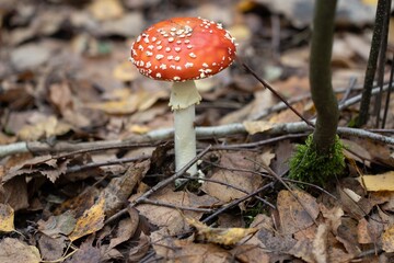 Amanita muscaria (fly agaric) mushroom growing in birch forest with dry leaves surrounding it during autumn. 