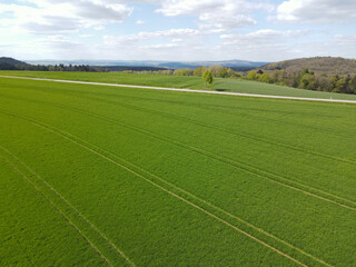 Aerial view of a green barley in spring 