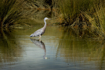 White Faces Heron 