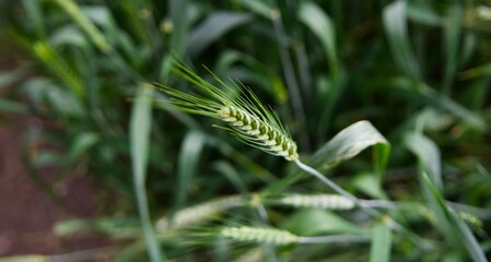 Barley FIeld . wheat Plant In Field 