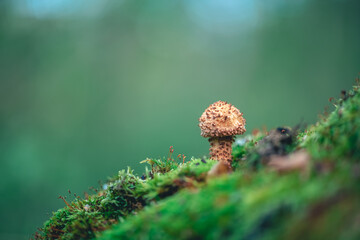 beautiful honey mushroom on a tree covered with moss, grow in the forest, autumn, mushrooms