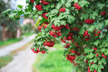 Obraz premium Bright red viburnum berries on a bush