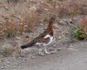 Willow Ptarmigan (Lagopus lagopus) standing by the path in the Denali National Park, Alaska, USA