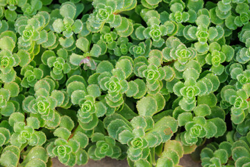 A bunch of green plants with small leaves and flowers