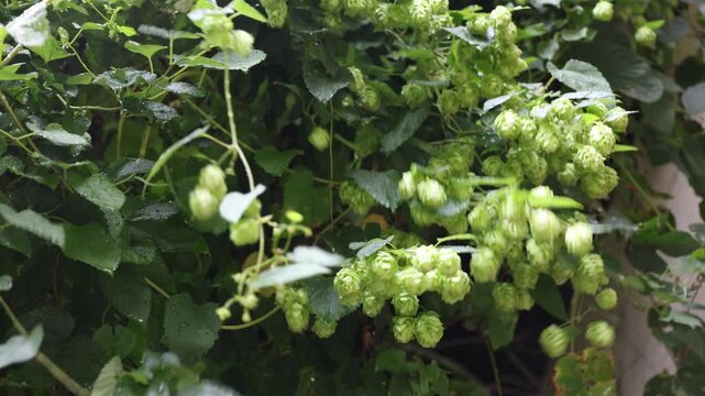 hop flowers on bine in the rain (vine with beer ingredient lupulin gland containing european plant) lupulo with drops of water, wet harvest fresh ale lager noble varietal trellis