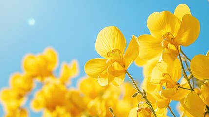 Fototapeta premium Vibrant Yellow Orchids Against Bright Blue Sky