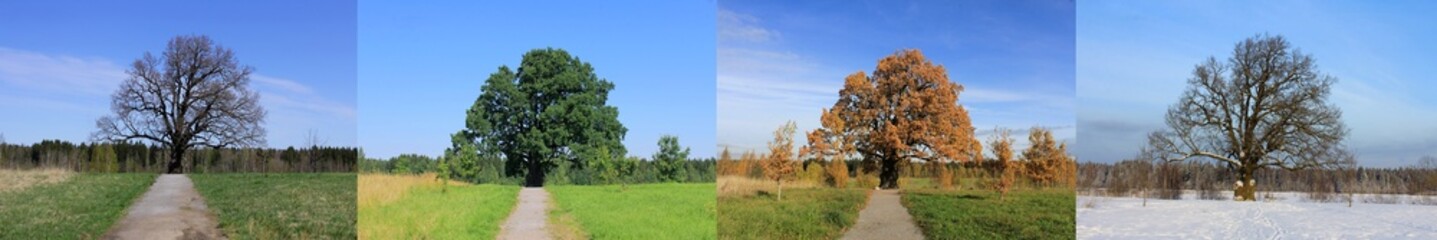 the seasons. oak in the field in spring, summer, autumn, winter. a collage of 4 seasons. changes in nature